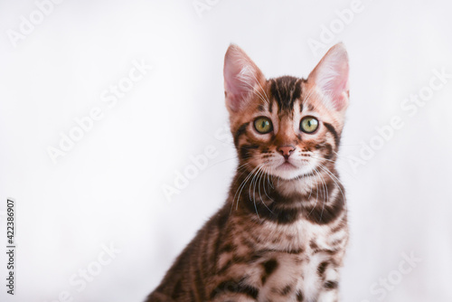 Portrait of a kitten on a white background. The kid looks carefully into the lens. Bengal breed