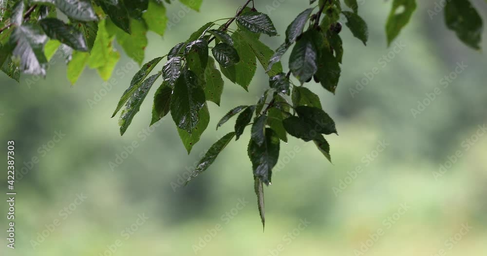 rain drops on wet leaves. Rainy day in the forest. rain drops on wet leaves. Rainy day in the forest.