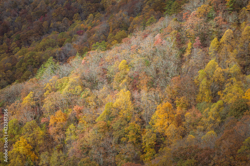 Autumn landscape closeup of tree pattern at the Blue Ridge mountains of North Carolina