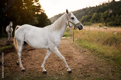 White arabian horse standing on farm ground, blurred meadow and forest background © Lubo Ivanko