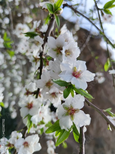Spring Cherry blossoms flowers, pink flowers, sakura at Japan