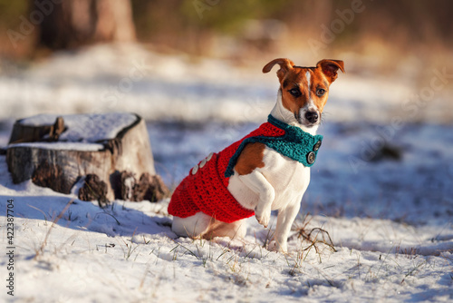 Small Jack Russell terrier in knitted winter jacket sitting on snow covered ground snow, one paw up, blurred trees or bushes background