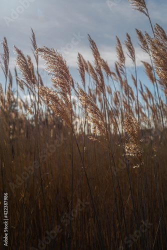 reed in the wind