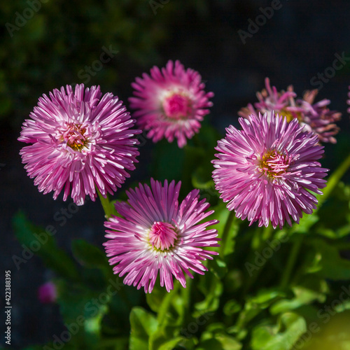 Beautiful colorful spring flower blooming in the meadow.