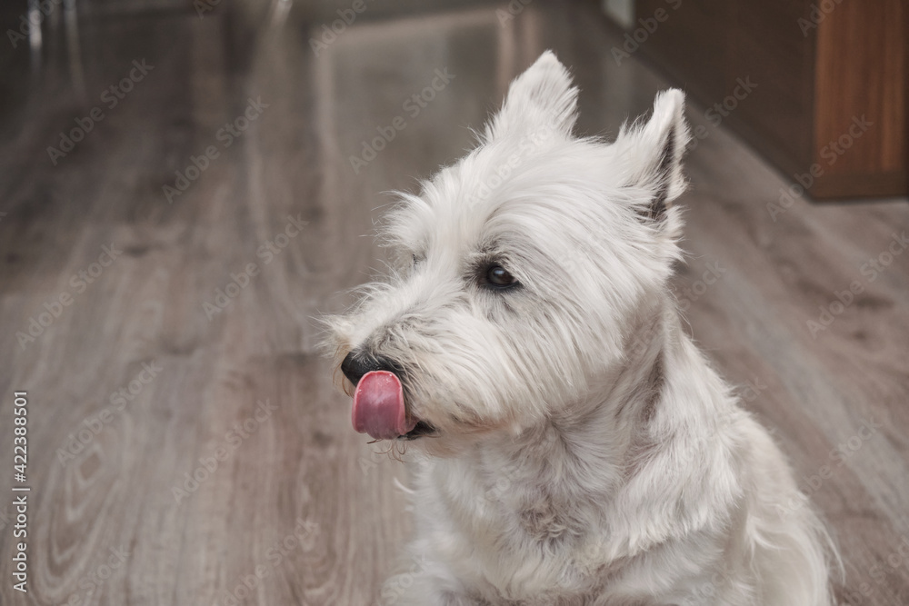 West Highland White Terrier dog waiting for his delicious meal with ears upright, attentive eyes and with his tongue out with copy space. West Highland White Terrier dog waiting for his delicious meal with ears upright, attentive eyes and with his tongue out with copy space.