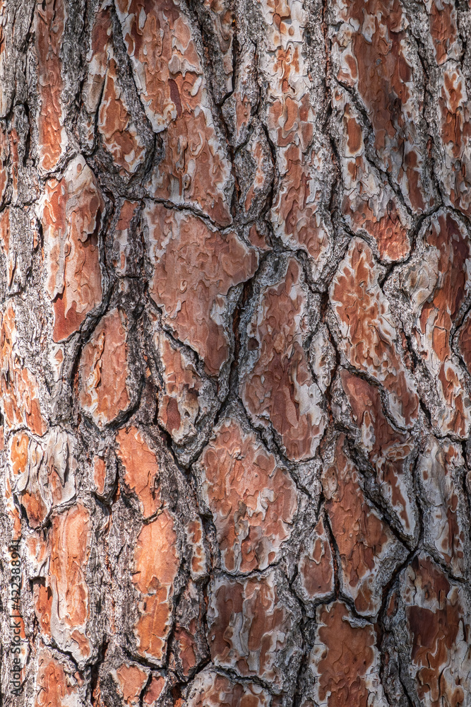 Bark of pine tree. Natural coniferous bark background Bark of pine tree. Natural coniferous bark background
