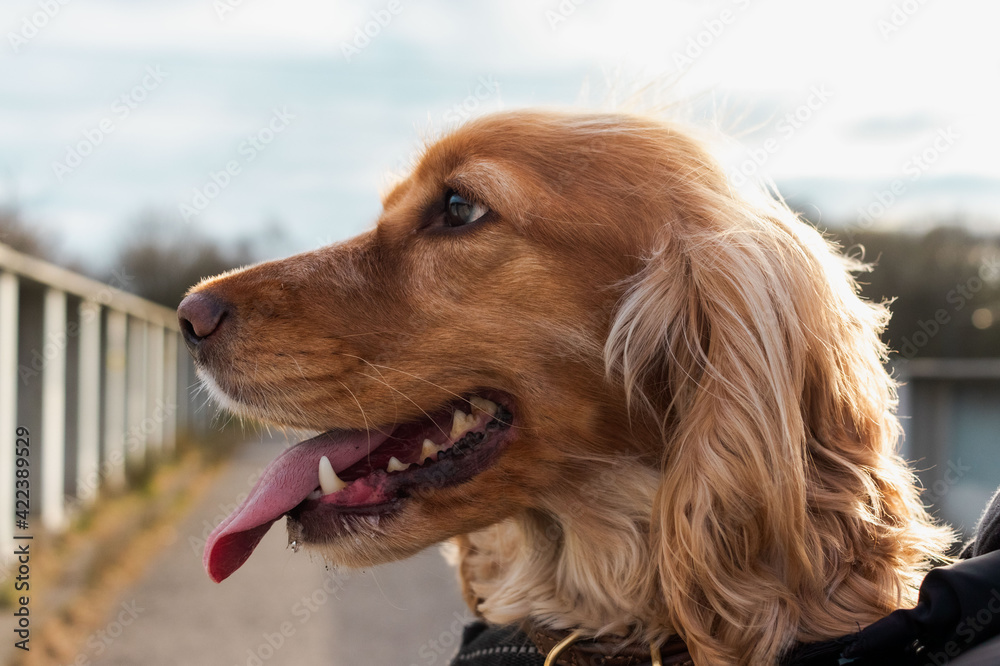 English Cocker Spaniel Golden Dog Puppy 