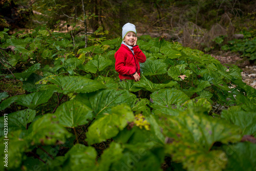 Child standing among large leaves in canyon of Slovak Paradise National Park, Slovakia.