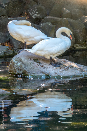 Two Graceful white Swans with a red beak stands onstone on the bank of a pond photo