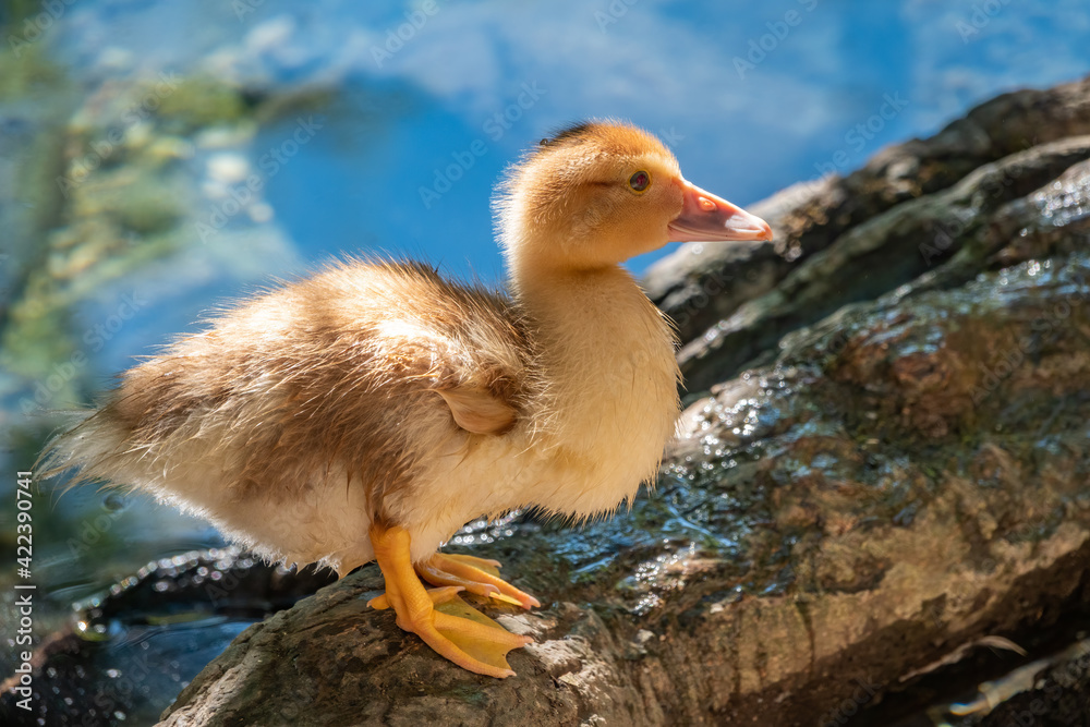 Cute little ducklings standing in a lake coast Cute little ducklings standing in a lake coast