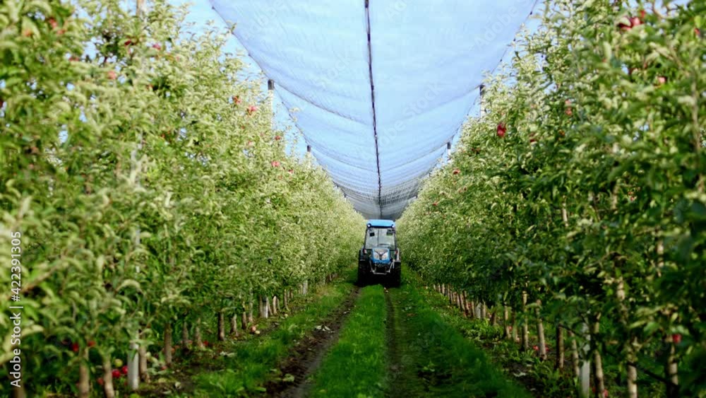 Modern and developed apple orchard taking video in front of the camera of a driving tractor