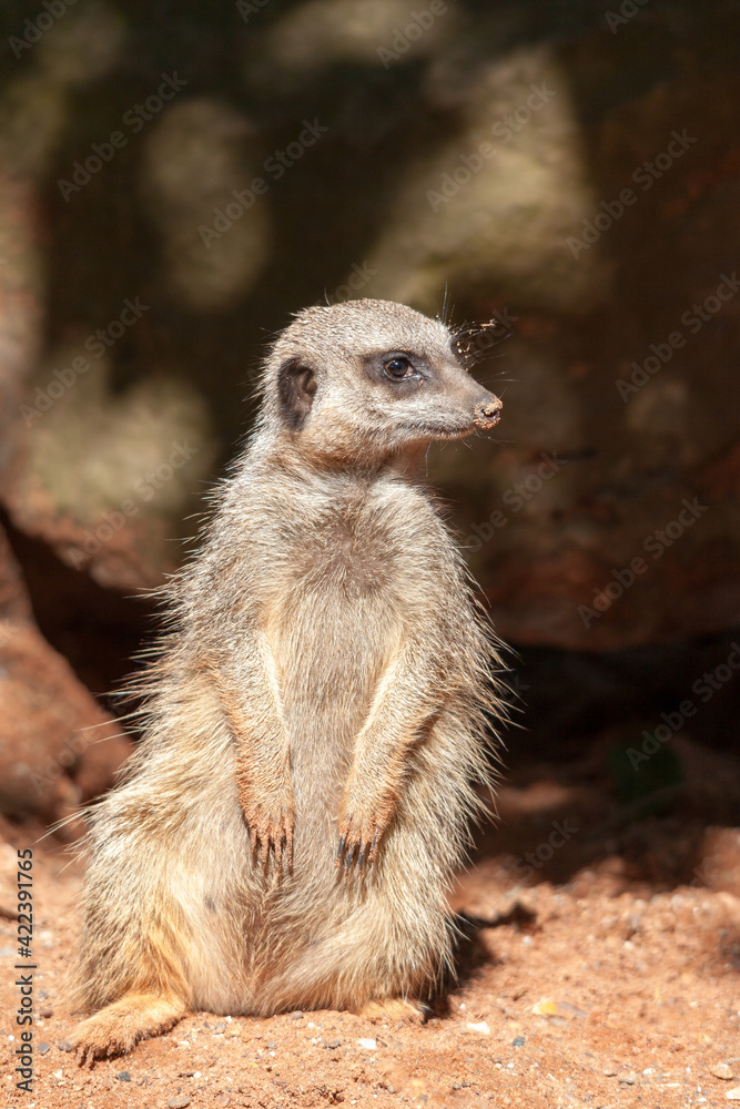 Slender-tailed Meerkat (Suricatta suricatta) Slender-tailed Meerkat (Suricatta suricatta)