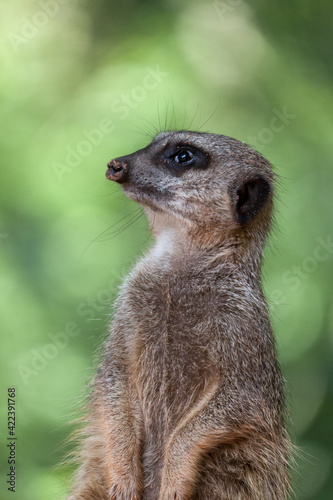 Slender-tailed Meerkat (Suricatta suricatta)