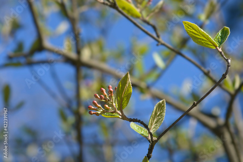 Burkwood viburnum photo