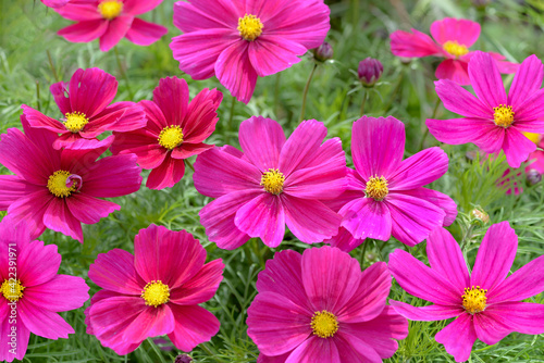 pink cocmos flowers in the garden
