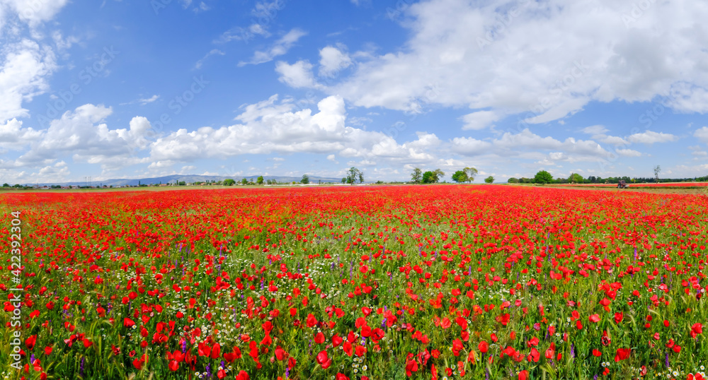 Red poppies on field and blue sky