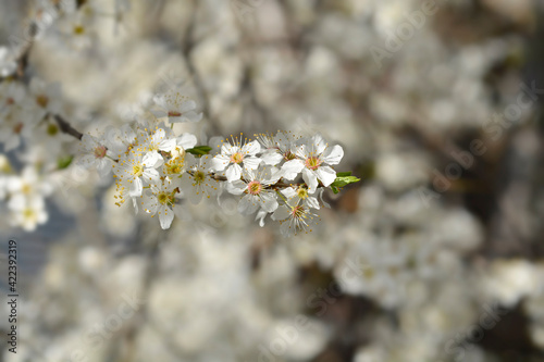 Cherry Plum