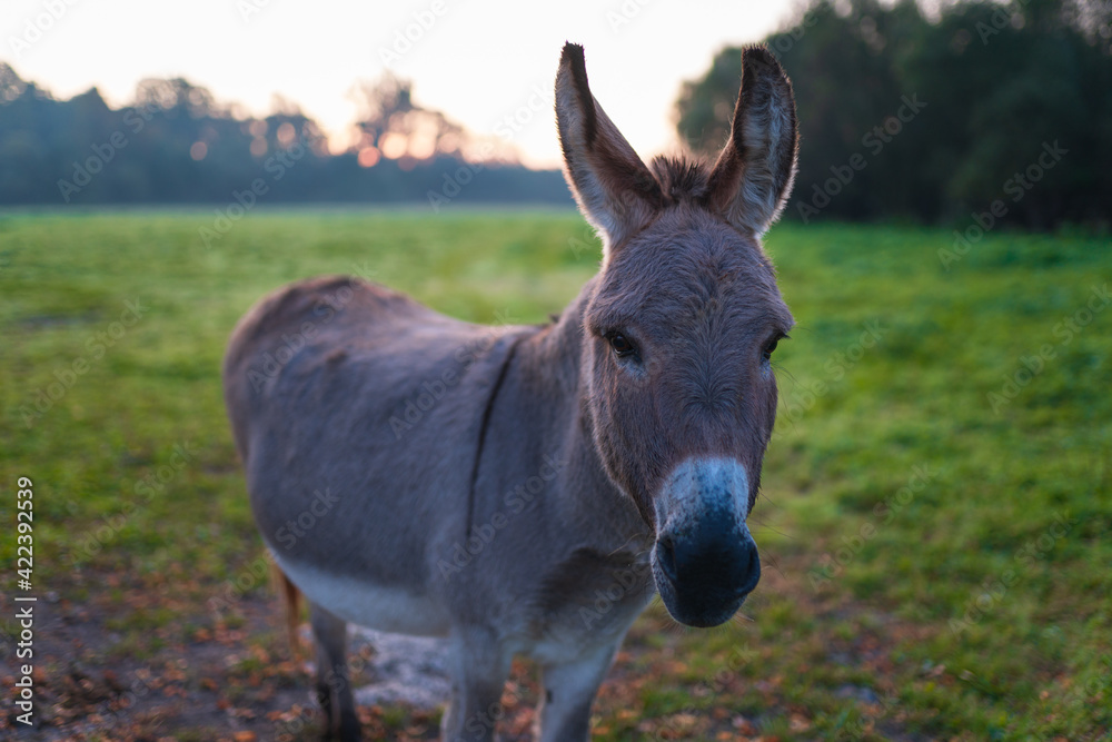 During sunrise, the donkey stands on the green meadow and stares