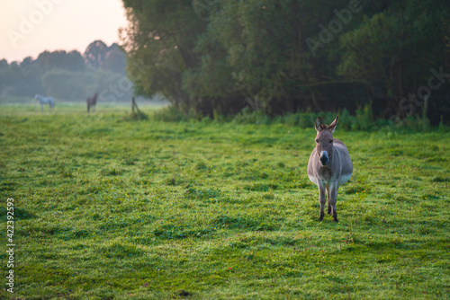 During sunrise, the donkey stands on the green meadow and stares © Piotr