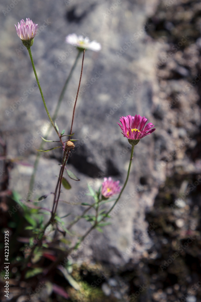 Pink Daisy growing out of a stone wall Pink Daisy growing out of a stone wall