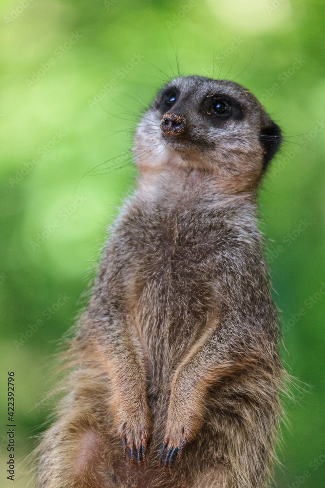 Slender-tailed Meerkat (Suricatta suricatta) Slender-tailed Meerkat (Suricatta suricatta)