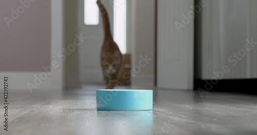 Pet Ginger Cat Running Into Room And Eating Food From Bowl At Home In Slow Motion