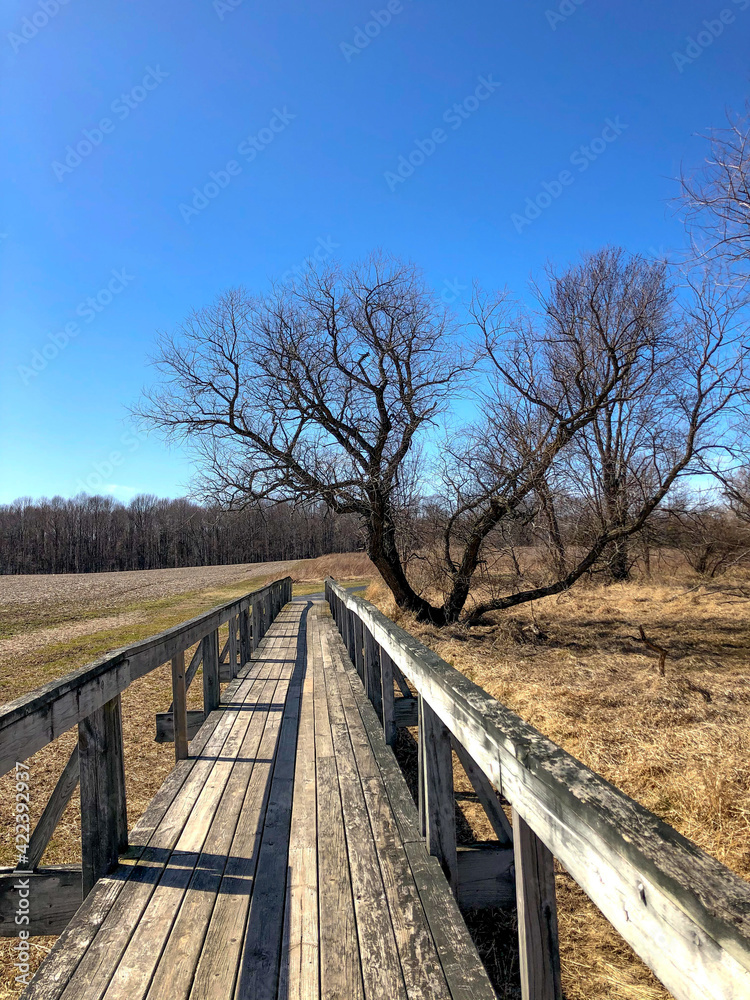 Tree along wooden path Tree along wooden path