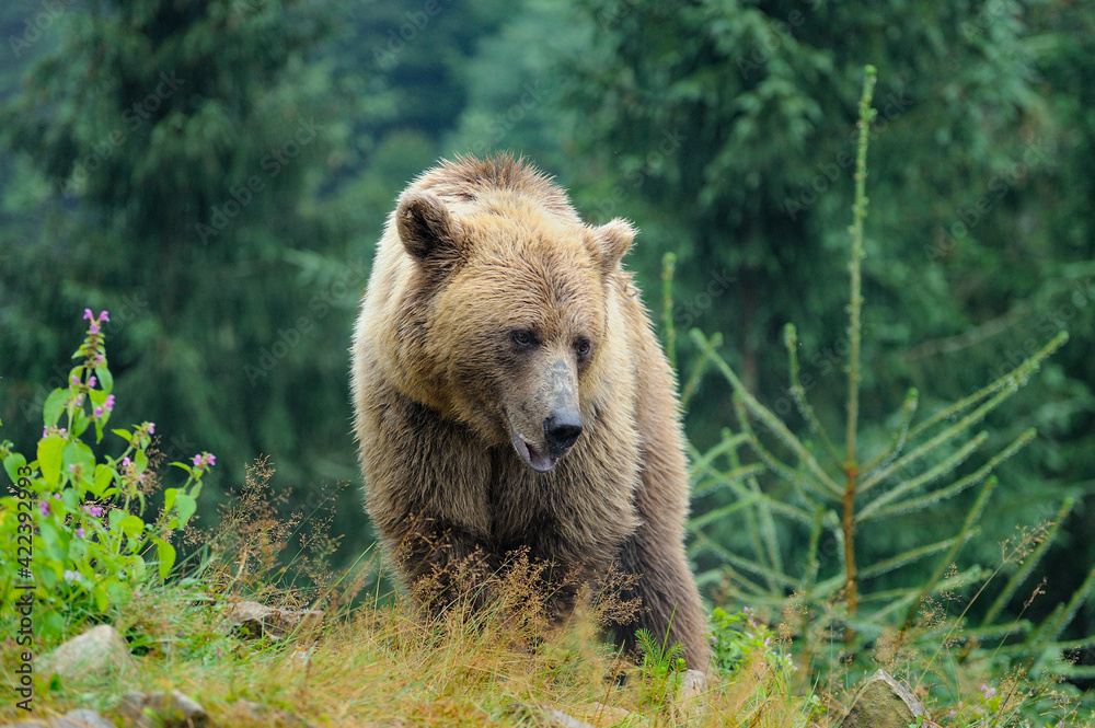 Wild Brown Bear (Ursus Arctos) in the forest. Wild Brown Bear (Ursus Arctos) in the forest.