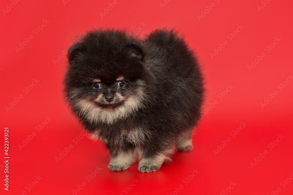 Obraz premium Small Pomeranian puppy
