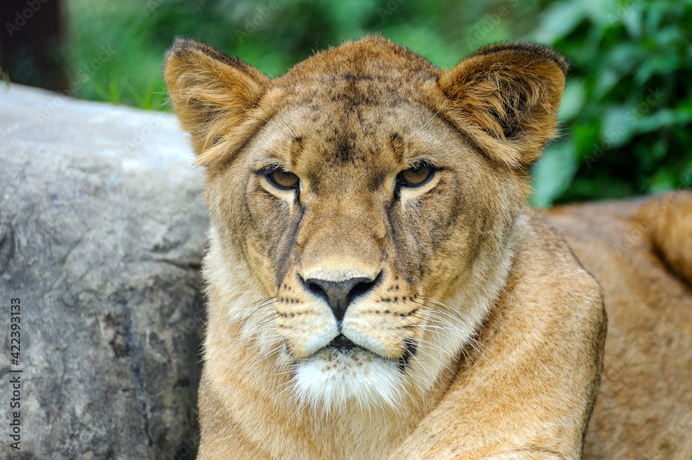 A portrait of a lioness relaxing on grass A portrait of a lioness relaxing on grass