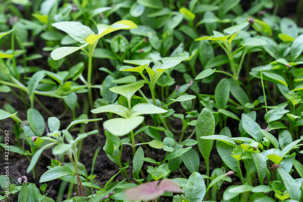 seedlings of bell pepper in cardboard boxes, on a windowsill seedlings of bell pepper in cardboard boxes, on a windowsill