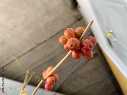 a bowl of fruit