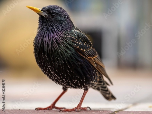 Standing Starling