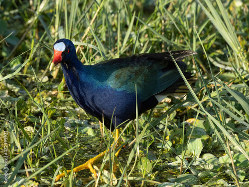 Purple Gallinule (Porphyrio martinicus) - Fresh swamps, marshes, ponds. Florida photo