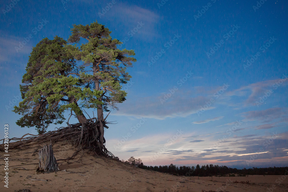 Pine tree pre-dawn painting on a sandy promontory and dark blue  skies