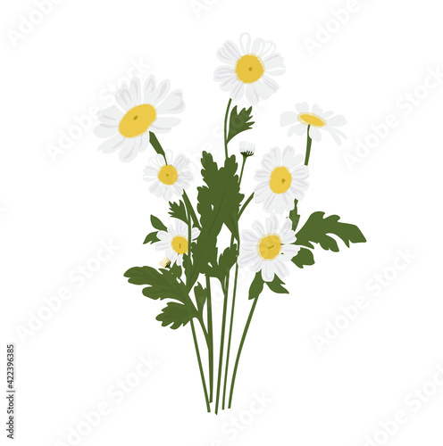 Bouquet of daisies vector stock illustration. Spring bunch of meadow flowers. White petals. Isolated on a white background.