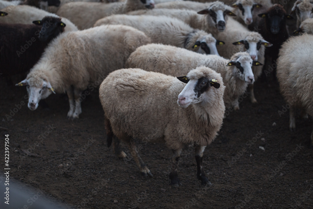 Herd of sheep in domestic countryside farm Herd of sheep in domestic countryside farm