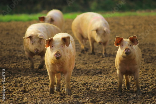 Group of domestic pigs on the farm in East Devon, UK
