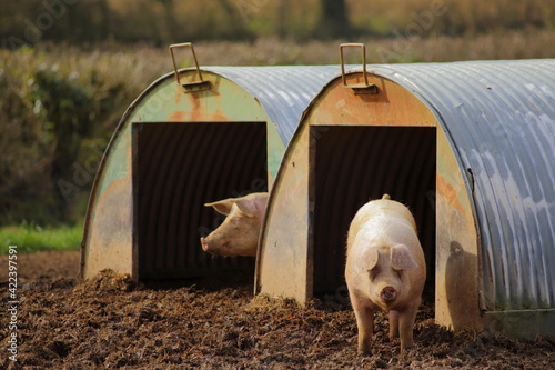 Group of domestic pigs on the farm in East Devon, UK