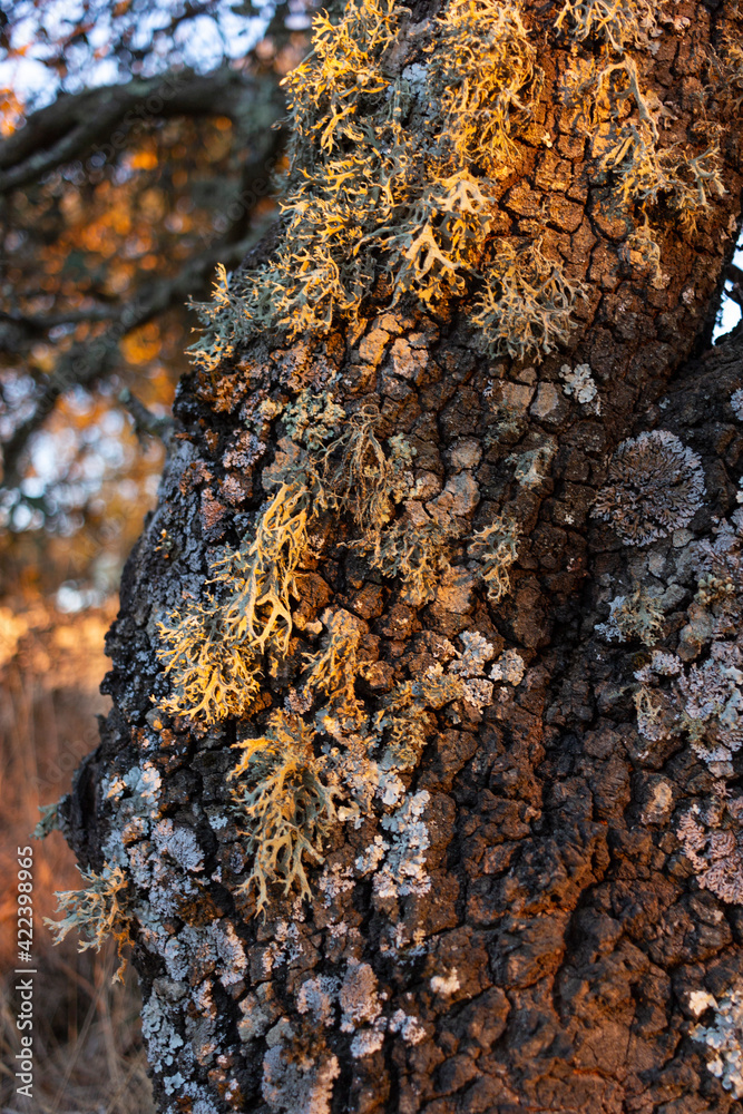 Acorn tree bark, holm oak, with moss in southern Andalusia, Spain Acorn tree bark, holm oak, with moss in southern Andalusia, Spain
