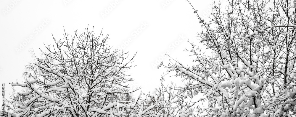Obraz premium Beautiful trees covered with frost in winter park. white wood covered with frost. Abstract frosty landscape xmas season. Abnormal snowfalls and frosts. Fierce winter. Disaster.