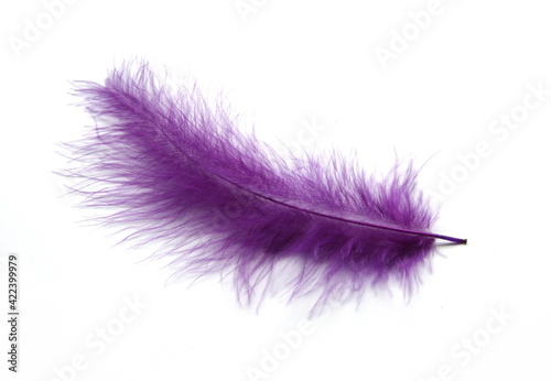 Violet bird feather on white background