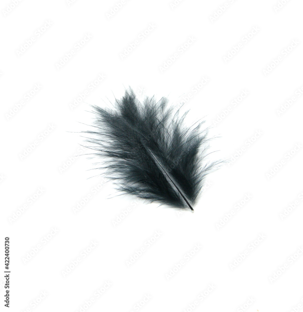 Black fluffy bird feather on white background