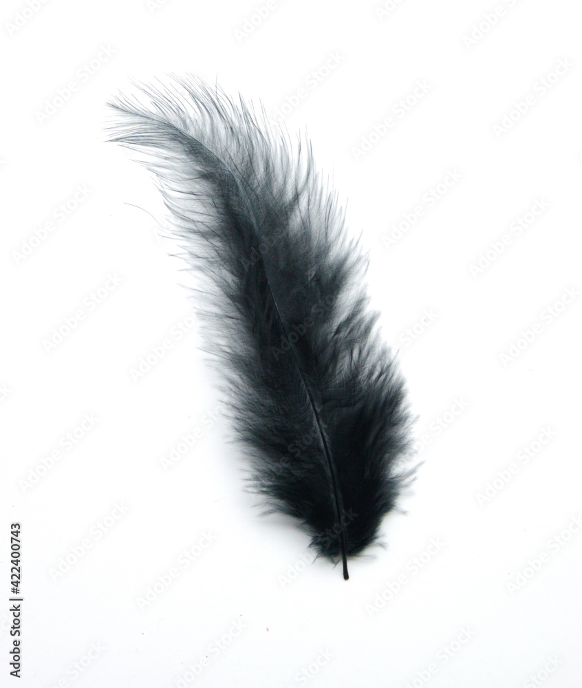 Black fluffy bird feather on white background Black fluffy bird feather on white background