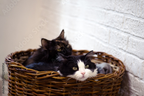 Two young black-and-white cats and a three-haired one are resting in a wicker basket against a white wall © Roman