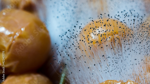 Tne macro photo of black mold.
The close up photo of an unsafe fungus Aspergillus.