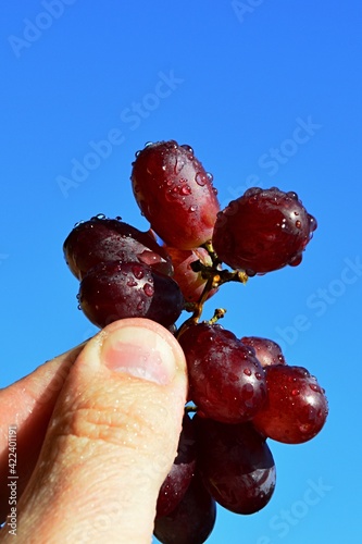 Small raceme of fresh red grapes, recently washed with drops of water on surface, held in fingertips of left hand against clear blue spring skies.