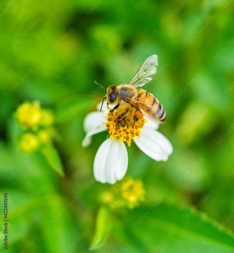 bee on a flower beautiful macro nature life bee on a flower beautiful macro nature life