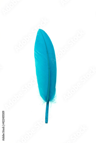 Turquoise bird feather on  white background