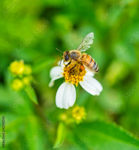 bee on a flower beautiful macro nature life 